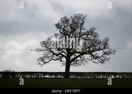 Un albero di quercia e siepi sagomati in inverno, Warwickshire, Regno Unito Foto Stock