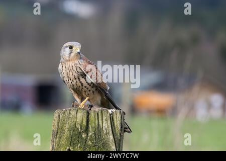 Maschio Kestrel, Falco Tinnunculus, appollaiato su un cancello Foto Stock