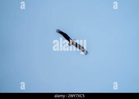 La cicogna nera si alza nel cielo azzurro, con un angolo basso Foto Stock