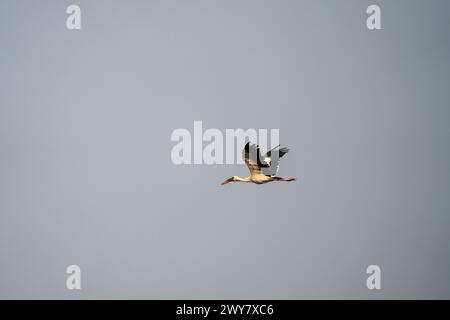 Un maestoso uccello di cicogna dipinto che si innalza con le ali allungate nel cielo Foto Stock