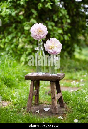 Disposizione floristica primaverile con doppi tulipani rosa bianchi su sedia rustica in legno nel giardino del cottage. Danceline (Tulipa) Garden concetto floristico. Foto Stock