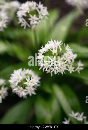 Splendidi fiori bianchi di Ramson o aglio selvatico in fiore durante la stagione della fioritura. Agricoltura biologica, cibo sano, concetto di natura. (Allium ursinum) Foto Stock