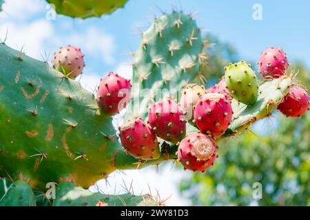 Primo piano di frutti maturi del cactus costiero di fichi d'India [Opuntia stricta (Haw.)] Foto Stock