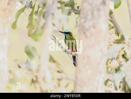 Un vivace motmot turchese, Eumomota superciliosa. È arroccato su un ramo d'albero in Messico. Le piume colorate degli uccelli si distinguono contro il gre Foto Stock