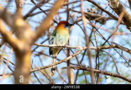 Un vivace russet incoronato motmot, Momotus mexicanus, si trova graziosamente su un ramo d'albero in Messico, mostrando il suo piumaggio colorato Foto Stock