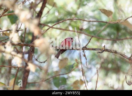 Una splendida parula dalla testa rosa, Cardellina versicolor, arroccata su un albero a Chiapas, in Messico. Foto Stock