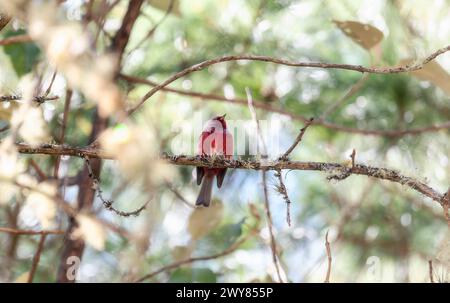 Una splendida parula dalla testa rosa, Cardellina versicolor, arroccata su un albero a Chiapas, in Messico. Foto Stock