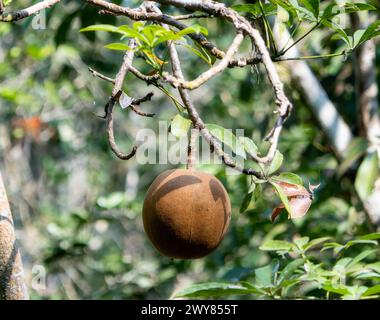 Un frutto maturo è appeso a un albero di provviste, Pachira aquatica, in una fitta foresta in Messico. Il frutto e' circondato da lussureggianti foglie verdi e d Foto Stock