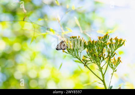 Una mezzaluna aluna lunga, Eresia phillyra, ssp. Phillyra, farfalla, adagiata graziosamente sulla cima di una vivace pianta verde in Messico. Foto Stock