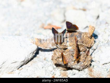 Un gruppo di Copper guatemaltechi, Iophanus pyrrhias, farfalle raccolte su una superficie rocciosa in Messico. Gli insetti si nutrono e interagiscono con ciascuno di essi Foto Stock