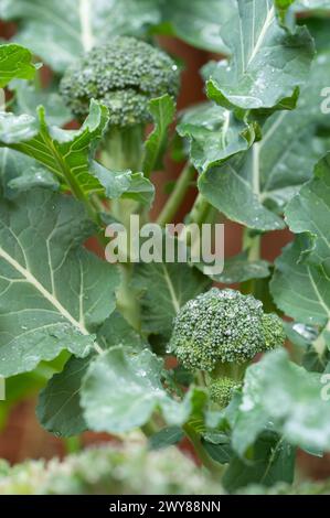 Piante di broccoli che crescono in un cortile urbano del Texas. Foto Stock