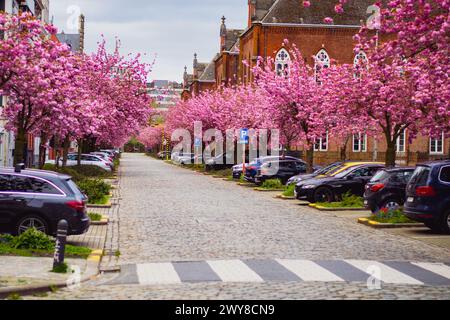 Gand, Belgio - 3 aprile 2024: Primavera a Gand! I fiori più famosi di Gand iniziano a fiorire di nuovo. bijloke gent. Strada con fiori di ciliegio su bo Foto Stock