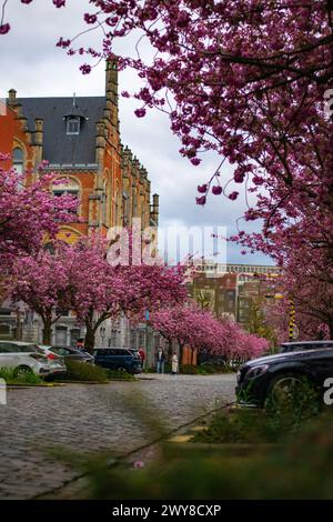 Gand, Belgio - 3 aprile 2024: Primavera a Gand! I fiori più famosi di Gand iniziano a fiorire di nuovo. bijloke gent. Strada con fiori di ciliegio su bo Foto Stock