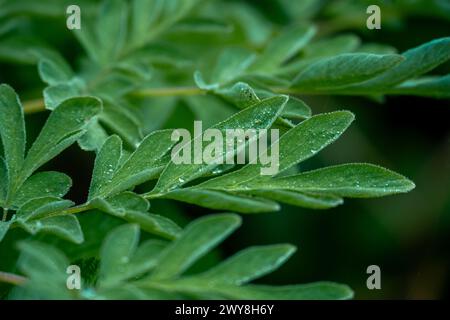 Delicate gocce di rugiada sulle foglie di verde brillante nell'olympic National Park Foto Stock