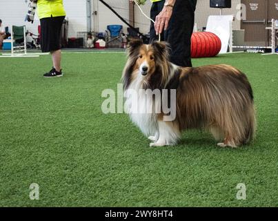 I collie formano un tipo distintivo di cani da allevamento, tra cui molte razze correlate e razze standardizzate. Il tipo è originario della Scozia e del Norther Foto Stock