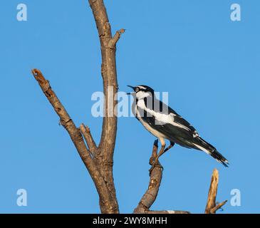 Magpie Lark (Grallina cyanoleuca) con becco aperto, Calling, Wyndham, Kimberley, Australia Occidentale, Washington, Australia Foto Stock