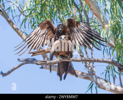 Un paio di aquiloni neri (Milvus migrans) che si accoppiano su un albero, Wyndham, Kimberley, Australia Occidentale, WA, Australia Foto Stock