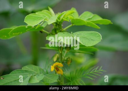 Senna tora (Cassia tora, tora, falce senna, falce pod, tora, cialda di caffè, cassia foetide, senna, sicklepod) in natura Foto Stock