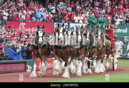 St Louis, Stati Uniti. 4 aprile 2024. I Budweiser Clydesdales percorrono la pista, intorno allo stadio Busch durante le cerimonie del giorno di apertura, prima di una partita tra il St Louis Cardinals e i Miami Marlins a St Louis giovedì 4 aprile 2024. Foto di Bill Greenblatt/UPI credito: UPI/Alamy Live News Foto Stock