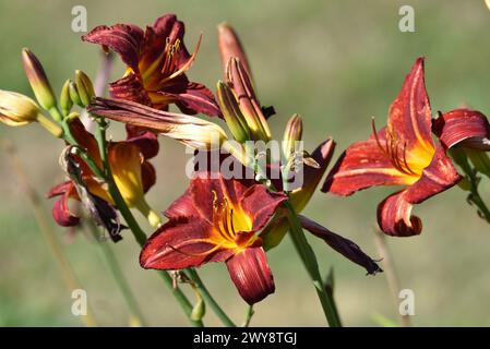 Gigli arancioni scuri Foto Stock