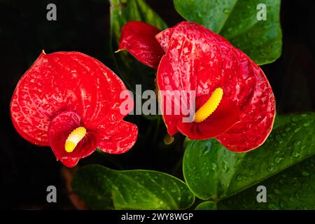 Anthurium o flamingo fioriscono in giardino. Cuore rosso, fiori di anturia rosso da vicino. Fiori di coda rossi, fiori di fenicottero, sfondo tropicale striscione Foto Stock