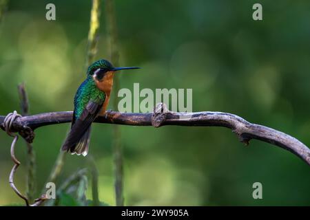 White-throated Mountain Gem, female, Savegre Hotel, San Gerardo de Dota, Costa Rica, dicembre 2023 Foto Stock