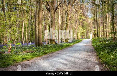 Percorso attraverso la fioritura della foresta di campanili, Hallerbos Belgium. Foto Stock
