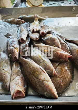 molti pesci di epinephelus marginatus sul vassoio di ghiaccio Foto Stock