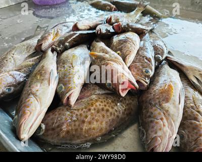 molti pesci di epinephelus marginatus sul vassoio di ghiaccio Foto Stock