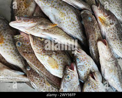 molti pesci di epinephelus marginatus sul vassoio di ghiaccio Foto Stock