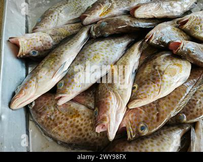 molti pesci di epinephelus marginatus sul vassoio di ghiaccio Foto Stock