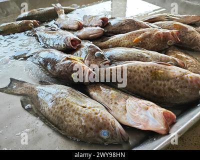 molti pesci di epinephelus marginatus sul vassoio di ghiaccio Foto Stock