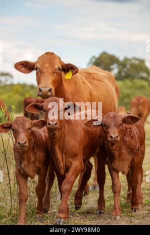 Mucche in fattoria Foto Stock