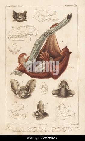 Colugo filippino, Cynocephalus volans 4, e teste di pipistrello mauriziano, Taphozous mauritianus 1, pipistrelle comune, Pipistrellus pipipistrellus 2 e pipistrello più grande dalle orecchie lunghe, Nyctophilus timoriensis Plecotus 3. Incisione a mano di Eugene Giraud su lastra di rame stipple dopo un'illustrazione di Felix-Edouard Guérin-Méneville da Iconographie du règne Animal de George Cuvier di Guérin-Méneville, Iconography of the Animal Kingdom di George Cuvier, J. B. Bailliere, Parigi, 1829-1844. Foto Stock