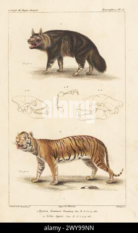 Brown hyena o strandwolf, Parahyena brunnea 1, e la tigre in via di estinzione, Panthera tigris 2. Incisione a mano di Eugene Giraud su lastra di rame di Felix-Edouard Guérin-Méneville e Jean-Gabriel Pretre da Iconographie du règne Animal de George Cuvier di Guérin-Méneville, Iconography of the Animal Kingdom di George Cuvier, J. B. Bailliere, Parigi, 1829-1844. Foto Stock