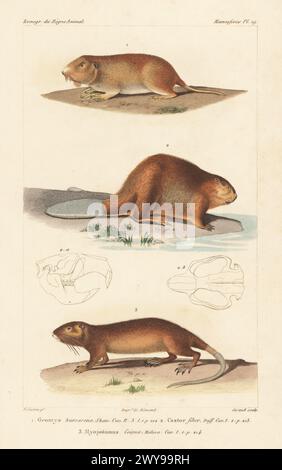 Gopher tascabile delle pianure, Goemys bursarius 1, castoro eurasiatico, fibra di Castor 2 e coypu, Myocastor coypus 3. Incisione a mano di Eugene Giraud su lastra di rame stipple dopo un'illustrazione di Felix-Edouard Guérin-Méneville da Iconographie du règne Animal de George Cuvier di Guérin-Méneville, Iconography of the Animal Kingdom di George Cuvier, J. B. Bailliere, Parigi, 1829-1844. Foto Stock