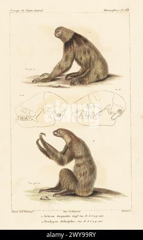 Bradipo mannato, Bradypus torquatus, in via di estinzione 1, e bradipo a due dita di Linneo, Choloepus didactylus 2. Incisione a mano di Eugene Giraud su lastra di rame di Felix-Edouard Guérin-Méneville e Édouard Traviès da Iconographie du règne Animal de George Cuvier di Guérin-Méneville, Iconography of the Animal Kingdom di George Cuvier, J. B. Bailliere, Parigi, 1829-1844. Foto Stock