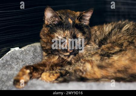 Un piccolo gatto tricolore che dorme in un letto da vicino Foto Stock
