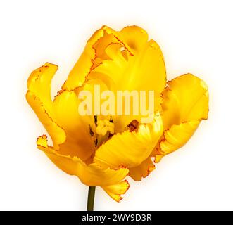 Foto isolata di un tulipano giallo in fiore su sfondo bianco. Foto Stock