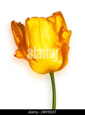 Foto isolata di un tulipano giallo in fiore su sfondo bianco. Foto Stock