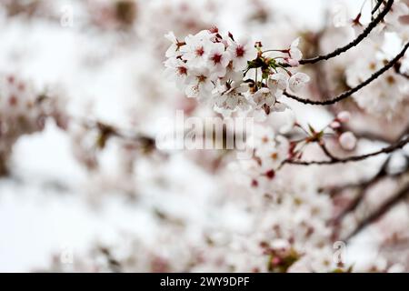 Suzuka, Giappone. 5 aprile 2024. Atmosfera del circuito - fioritura. Campionato del mondo di Formula 1, Rd 4, Gran Premio del Giappone, venerdì 5 aprile 2024. Suzuka, Giappone. Crediti: James Moy/Alamy Live News Foto Stock