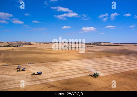 La mietitrebbiatrice aerea che raccoglie un campo di grano vicino a Tumby Bay Eyre Peninsula, Australia meridionale Foto Stock