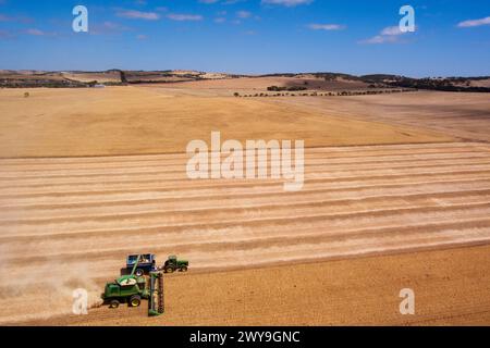 La mietitrebbiatrice aerea che raccoglie un campo di grano vicino a Tumby Bay Eyre Peninsula, Australia meridionale Foto Stock