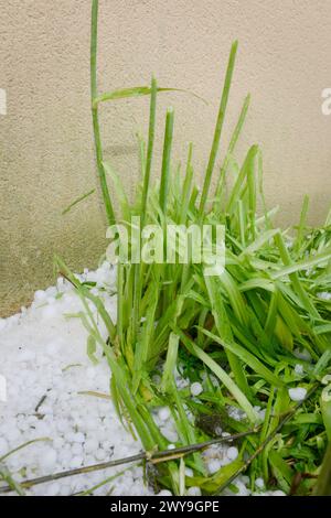 Una tempesta di grandine ha tagliato i gambi delle piante nel giardino Foto Stock