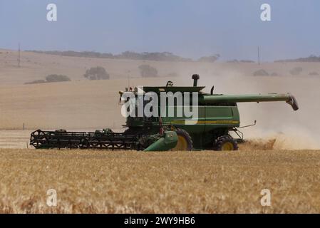 Mietitrebbia che lavora in un campo di grano dorato con nuvole di polvere contro un cielo limpido Foto Stock