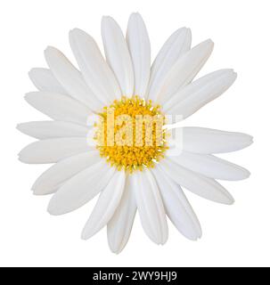 Bellissima Daisy bianca (Marguerite) isolata su sfondo bianco, con percorso di ritaglio. Foto Stock