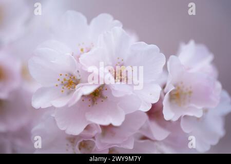 I ciliegi fioriscono lungo Tidal Basin a Washington, D.C. Foto Stock