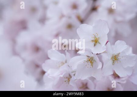 I ciliegi fioriscono lungo Tidal Basin a Washington, D.C. Foto Stock