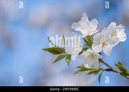 I ciliegi fioriscono lungo Tidal Basin a Washington, D.C. Foto Stock