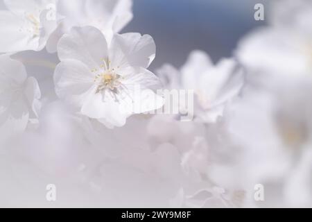 I ciliegi fioriscono lungo Tidal Basin a Washington, D.C. Foto Stock